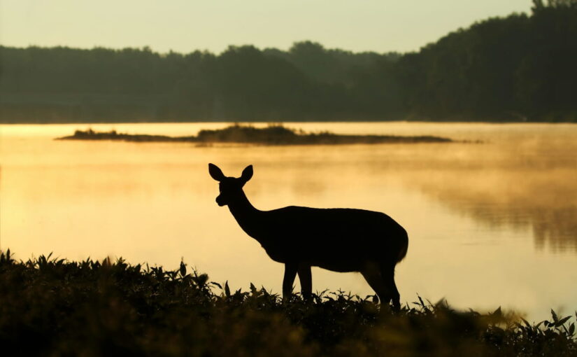 Fotografieren in der Dämmerung – Tipps für Wildlife-Fans