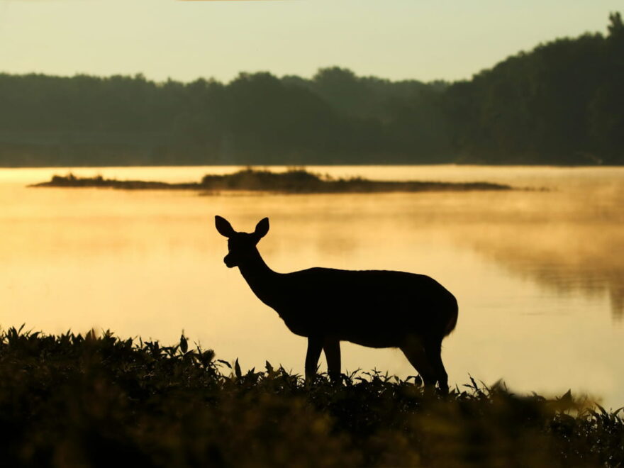 Silhouette eines Hirsches in der Dämmerung am See