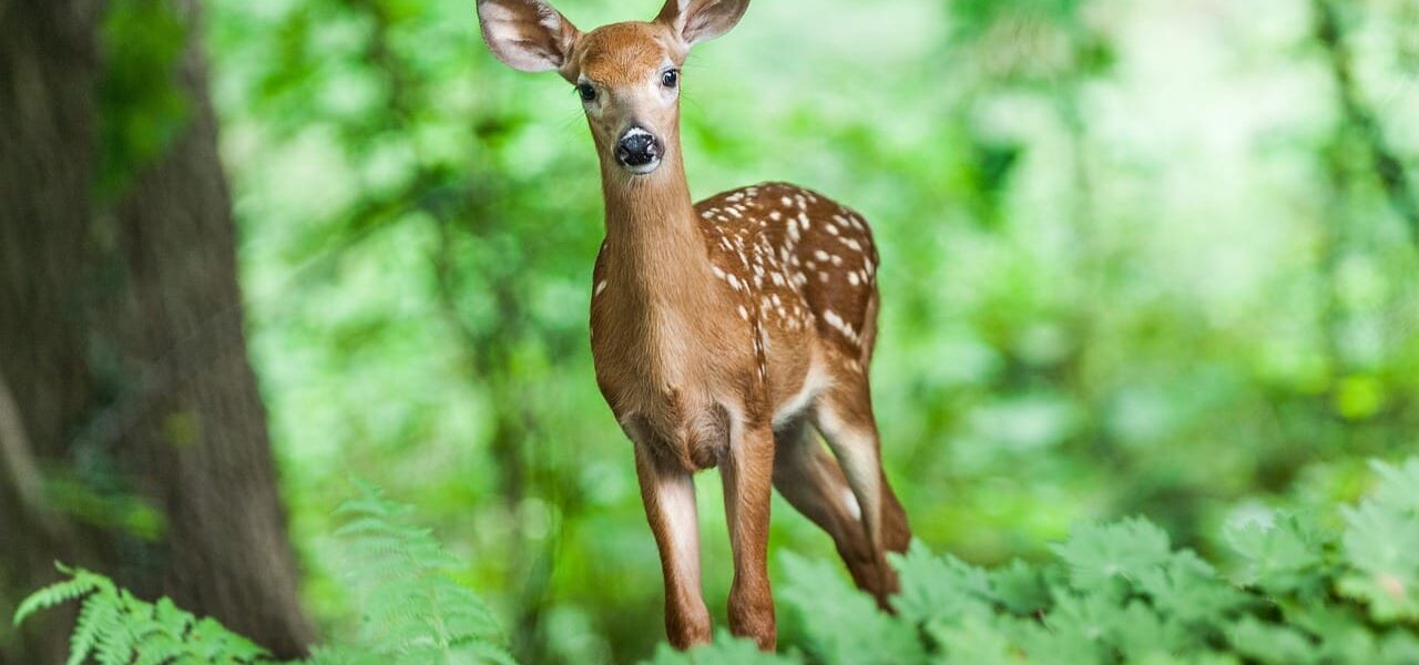 Junges Hirsch im Wald – Tierverhalten verstehen und beobachten