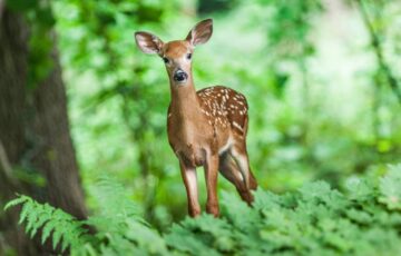 Junges Hirsch im Wald – Tierverhalten verstehen und beobachten