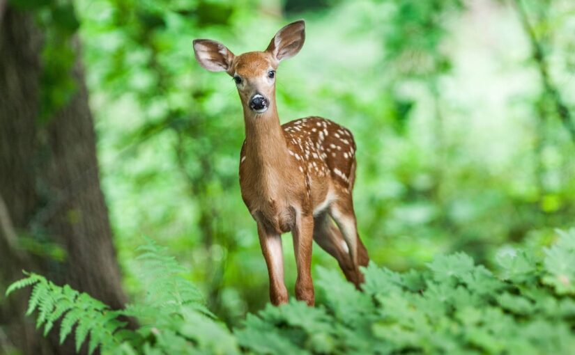 Tierverhalten verstehen: So machst du die besten Wildlife-Aufnahmen