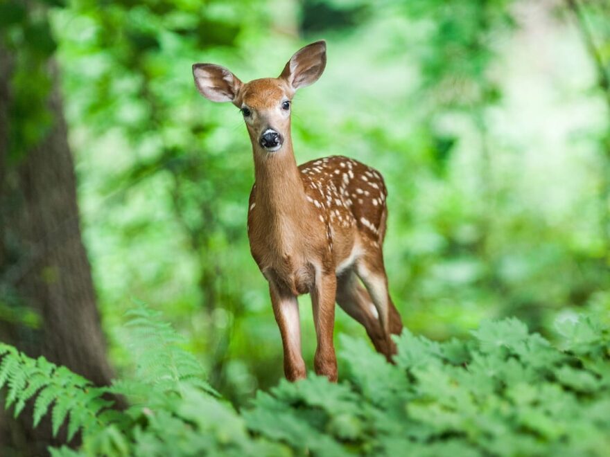 Junges Hirsch im Wald – Tierverhalten verstehen und beobachten