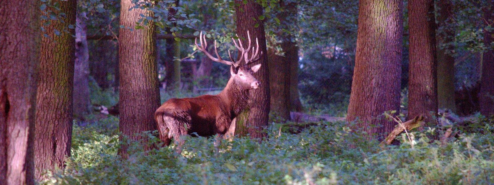 Hirsch im Wald bei Sonnenuntergang, fotografiert während einer Wildlife-Fotografie-Tour