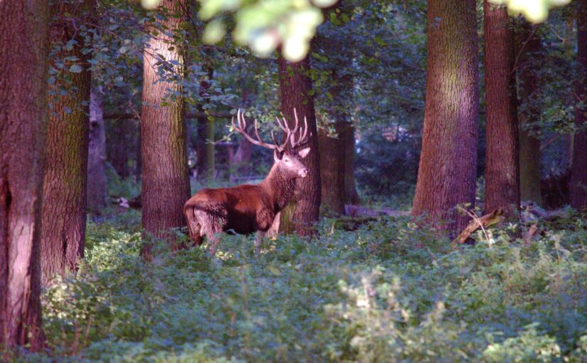 Wildlife-Fotografie für Einsteiger: Tipps zur besten Ausrüstung