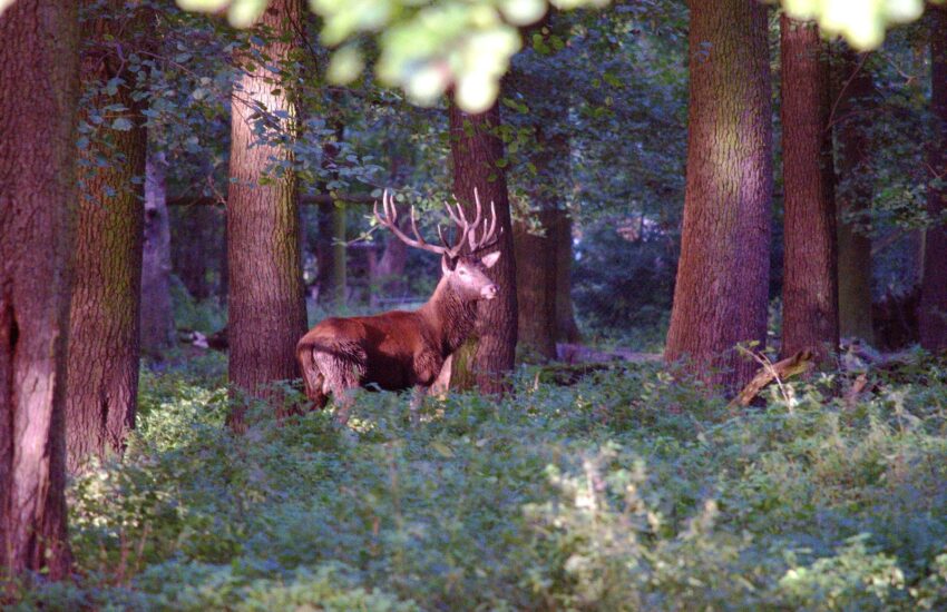 Hirsch im Wald bei Sonnenuntergang, fotografiert während einer Wildlife-Fotografie-Tour