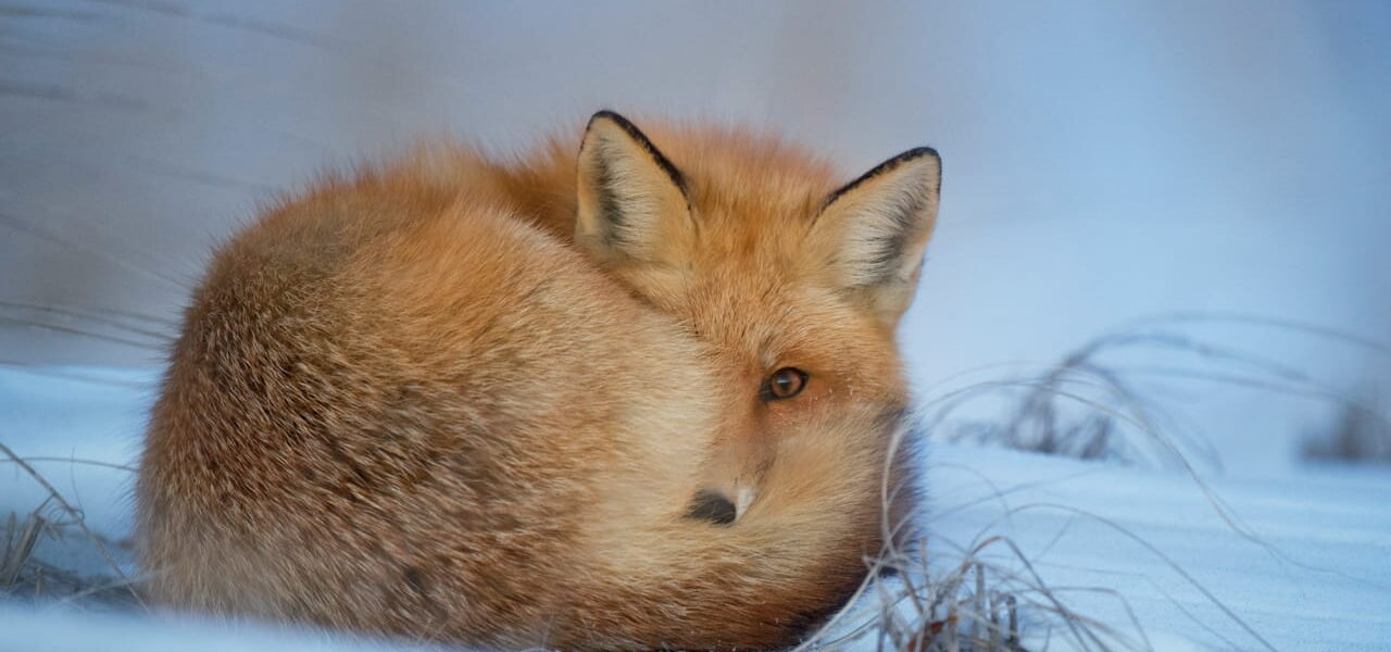 Wildlife-Fotografie im Winter: Ein rotbrauner Fuchs ruht im Schnee und schaut direkt in die Kamera