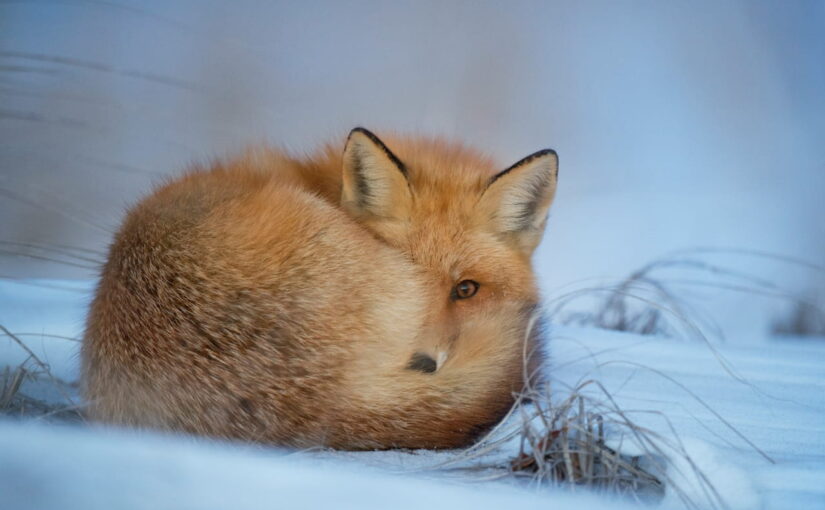 Wildlife-Fotografie im Winter: So trotzt du Schnee und Kälte