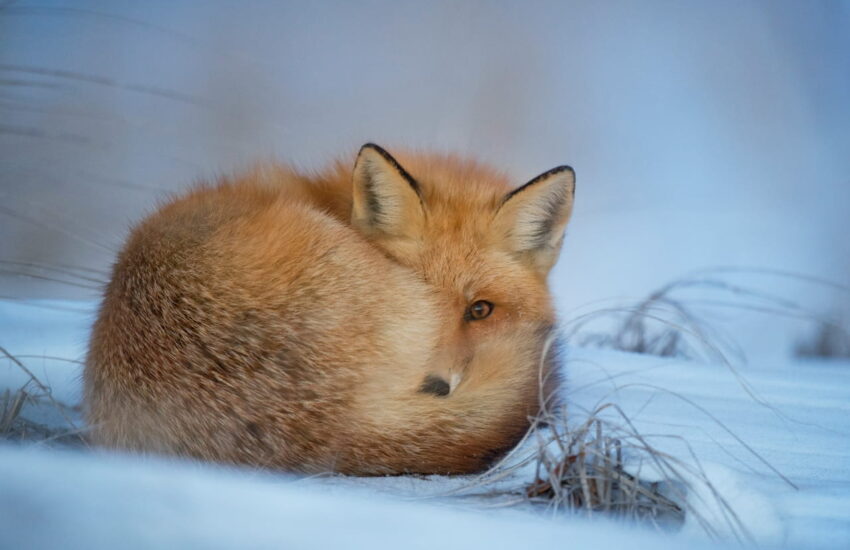 Wildlife-Fotografie im Winter: Ein rotbrauner Fuchs ruht im Schnee und schaut direkt in die Kamera