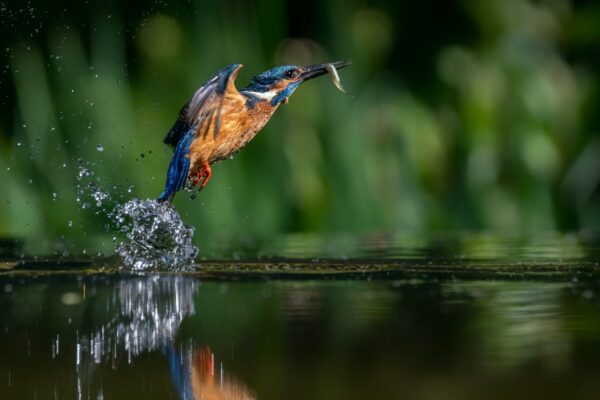 Wasservögel fotografieren: Eisvogel mit Fisch im Flug festhalten Europäischer Eisvogel fängt Fisch im Wasser – beeindruckender Moment beim Wasservögel fotografieren