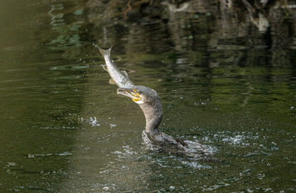 Kormoran mit Fisch im Schnabel: Dynamik beim Wasservögel fotografieren Kormoran fängt einen Fisch im Wasser – beeindruckendes Naturfoto