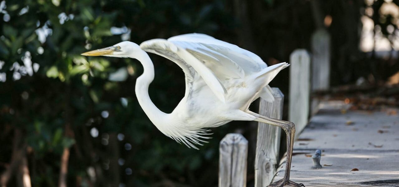 Silberreiher steht auf einem Steg und breitet seine Flügel aus