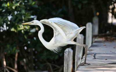 Silberreiher steht auf einem Steg und breitet seine Flügel aus