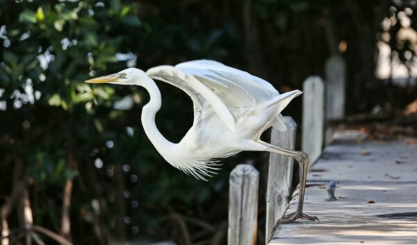 Silberreiher auf einem Steg: Perfektes Motiv für Naturfotografen Silberreiher steht auf einem Steg und breitet seine Flügel aus