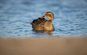 Stockente auf einem ruhigen Gewässer – ein Beispiel für Wasservögel fotografieren