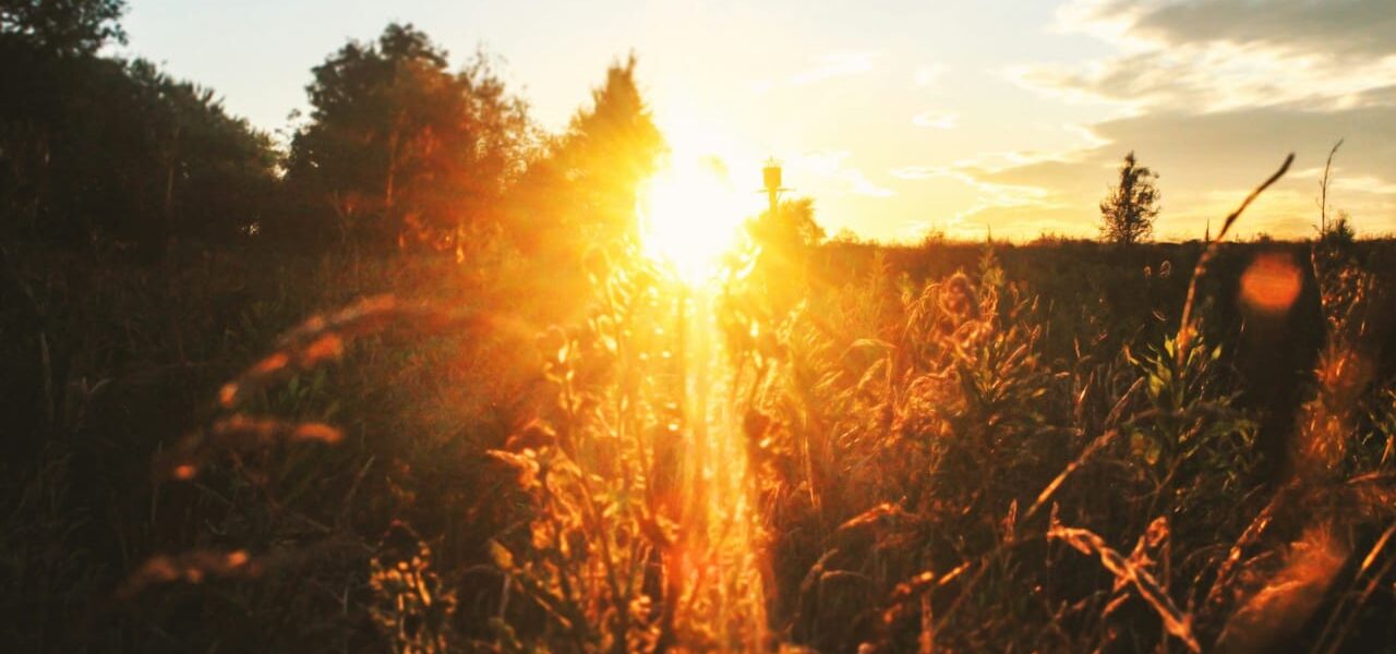 Belichtung in der Fotografie erklärt mit Sonnenlicht im Feld