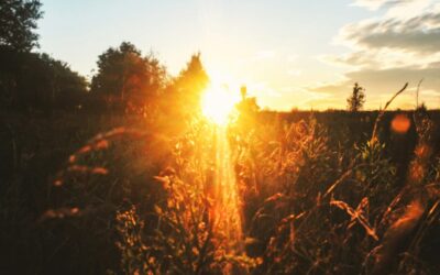 Belichtung in der Fotografie erklärt mit Sonnenlicht im Feld
