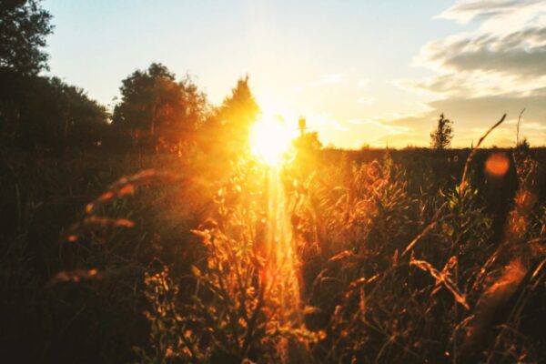 Belichtung in der Fotografie einfach erklärt Belichtung in der Fotografie erklärt mit Sonnenlicht im Feld