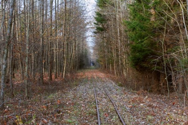 Naturfotografie mit führenden Linien: Gleise im Wald als spannende Bildkomposition