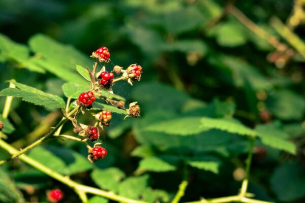Nahaufnahme roter Beeren im Sonnenlicht – Naturfotografie von Pflanzen