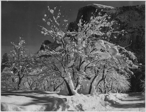 Ansel Adams „Half Dome, Apple Orchard, Yosemite“ (1933) Ansel Adams – Fotografie „Half Dome, Apple Orchard, Yosemite“ von 1933, verschneite Bäume im Yosemite-Nationalpark
