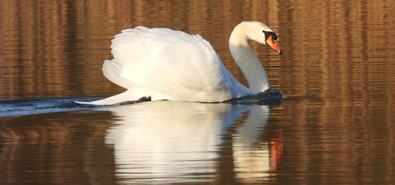 Schwan auf Wasser fotografiert mit Bridgekamera Telezoom