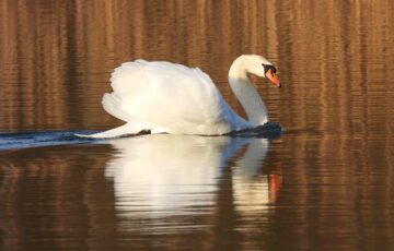 Schwan auf Wasser fotografiert mit Bridgekamera Telezoom