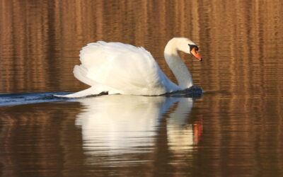 Schwan auf Wasser fotografiert mit Bridgekamera Telezoom