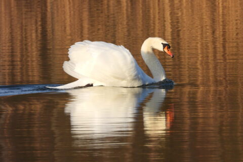 bridgekamera schwan Schwan auf Wasser fotografiert mit Bridgekamera Telezoom