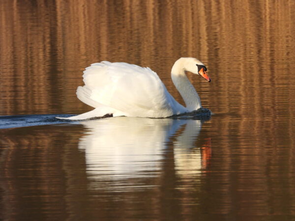 Schwan auf Wasser fotografiert mit Bridgekamera Telezoom