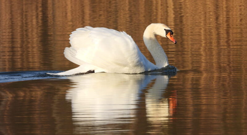 Warum ich mit einer Bridgekamera fotografiere: Meine persönlichen Erfahrungen und Gründe 1 Schwan auf Wasser fotografiert mit Bridgekamera Telezoom