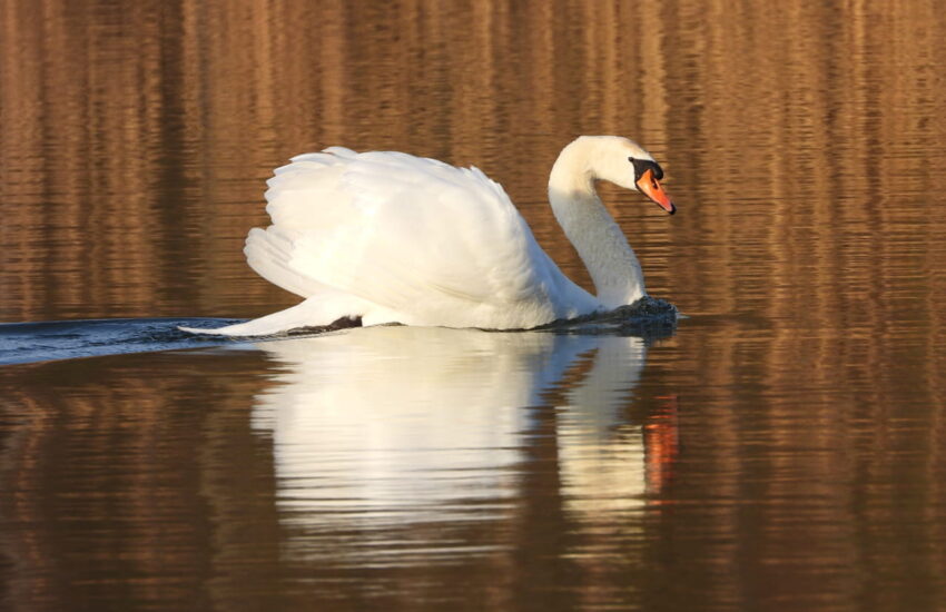 Schwan auf Wasser fotografiert mit Bridgekamera Telezoom