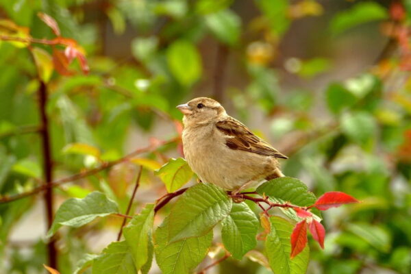 Vogel auf Zweig fotografiert mit Bridgekamera Superzoom