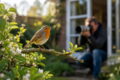Rotkehlchen auf einem Ast im Garten während ein Fotograf mit Teleobjektiv im Hintergrund fotografiert