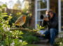 Rotkehlchen auf einem Ast im Garten während ein Fotograf mit Teleobjektiv im Hintergrund fotografiert