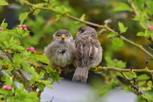 Zwei junge Vögel auf einem Ast im Garten mit natürlichem Hintergrund