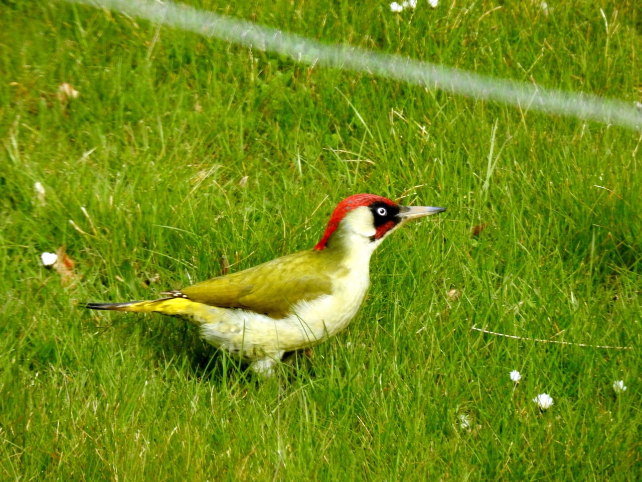 20250510000001 Grünspecht im Garten